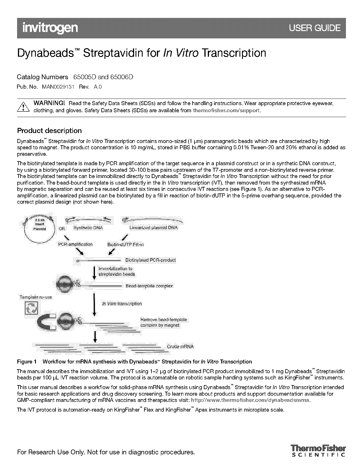 in vitro transcription of biotinylated rna