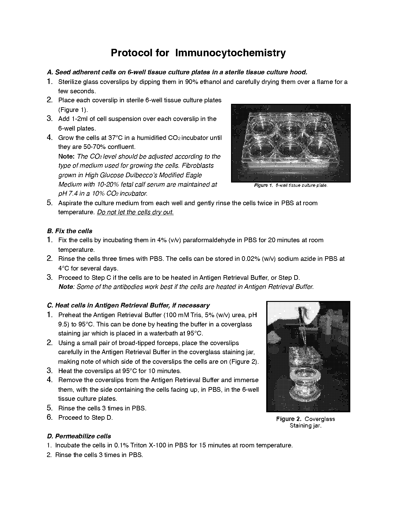 immunohistochemistry cell culture protocol